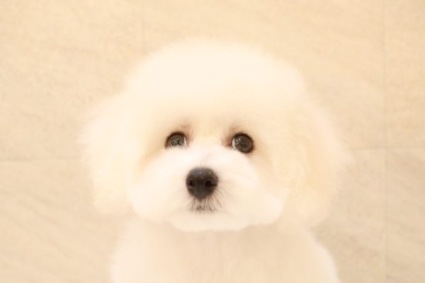 ビションフリーゼ