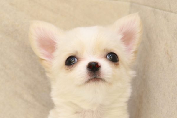 チワワ