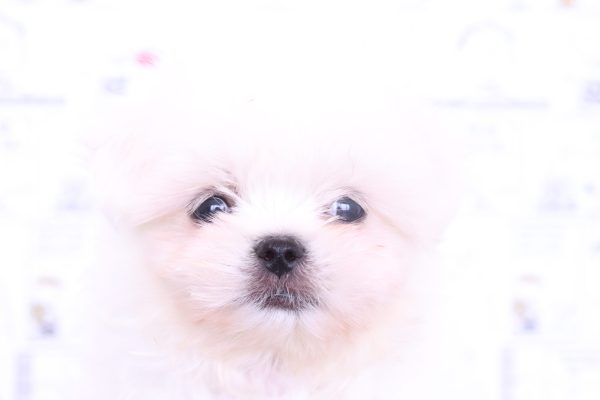 ミックス（ハーフ犬）