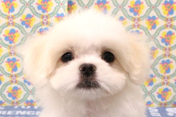 ミックス（ハーフ犬）