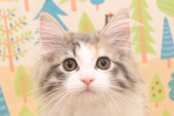 ノルウェージャンフォレストキャット