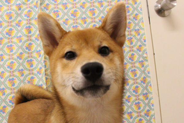 柴犬