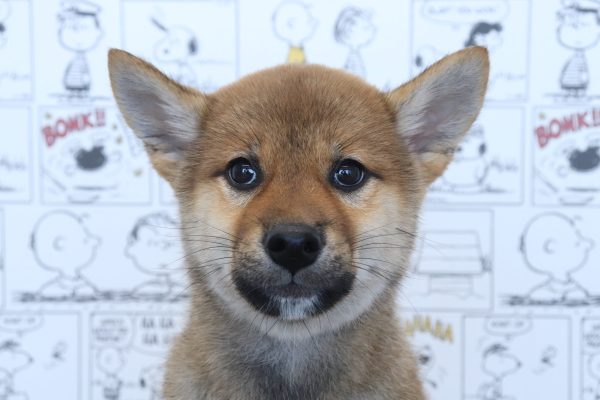 柴犬