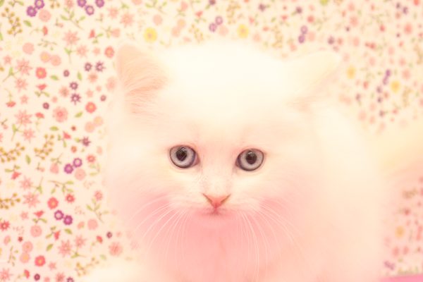マンチカン