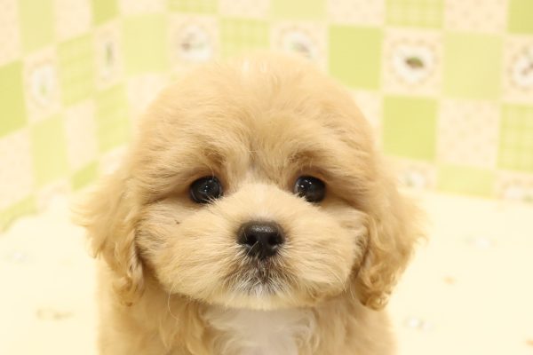 ミックス（ハーフ犬）