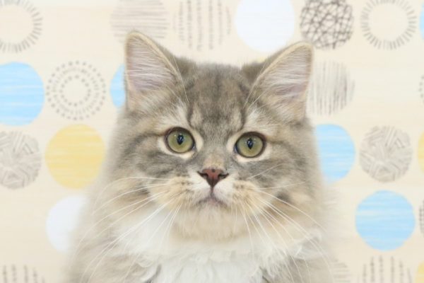 スコティッシュ