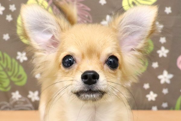チワワ