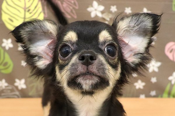 チワワ