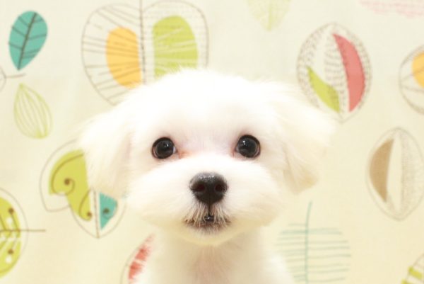 マルチーズ