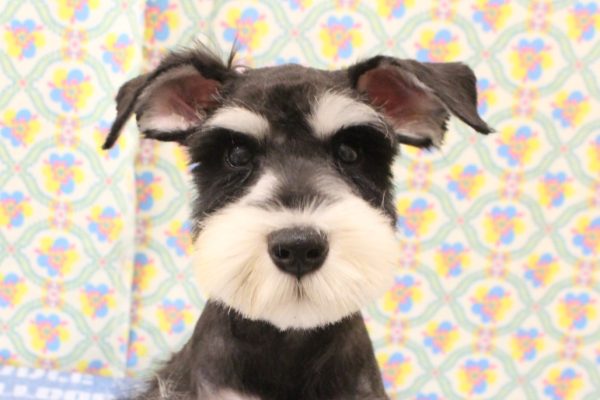 ミニチュアシュナウザー
