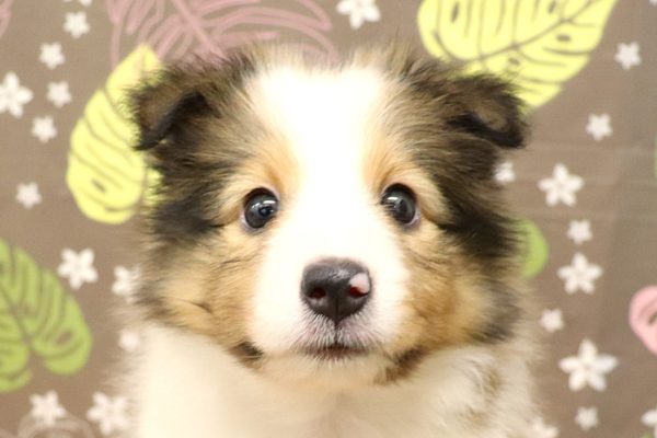 シェットランドシープドッグ