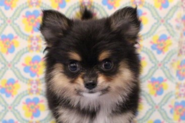 ポメチワ