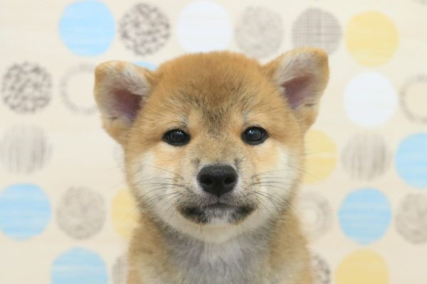 柴犬