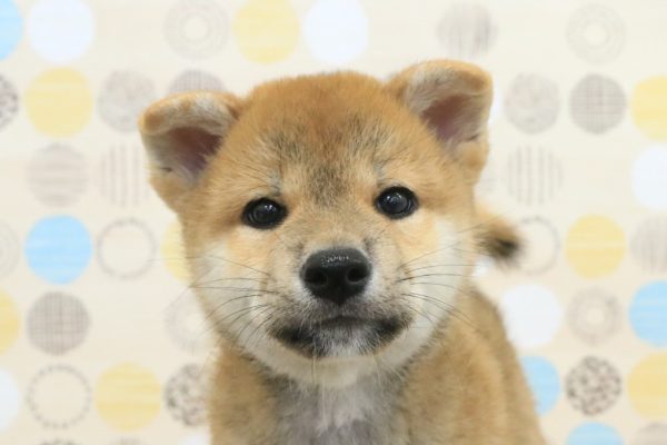 柴犬