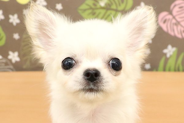 チワワ