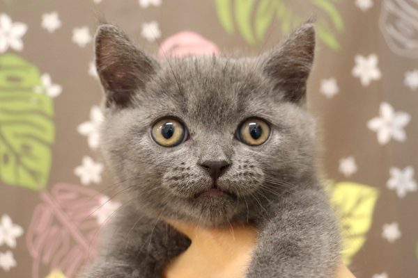 ブリティッシュ