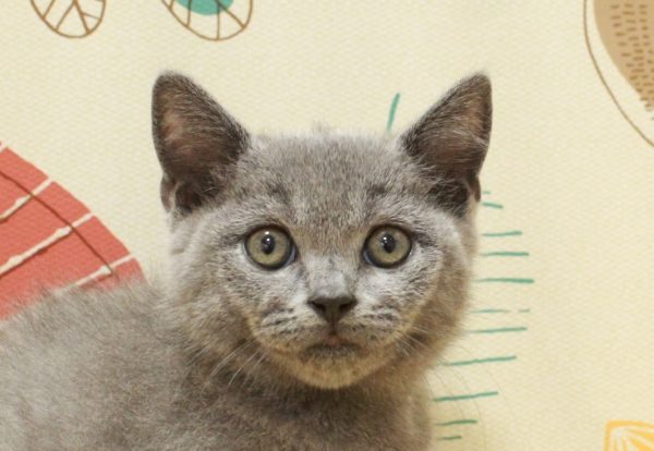 ブリティッシュ
