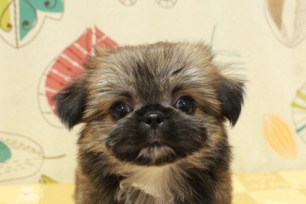 ミックス（ハーフ犬）