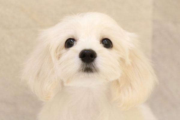 ミックス（ハーフ犬）