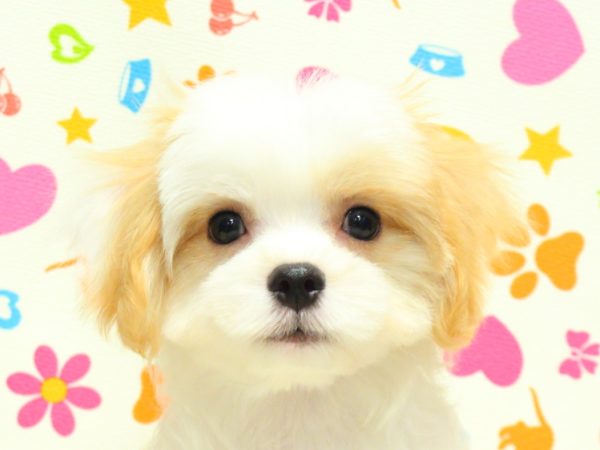 ミックス（ハーフ犬）