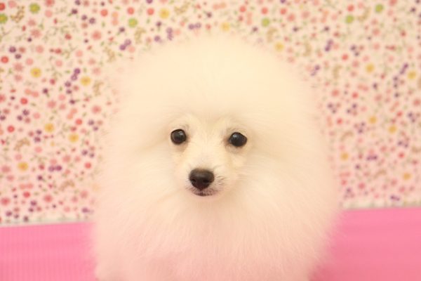 ポメラニアン