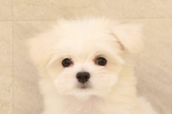 チワマル