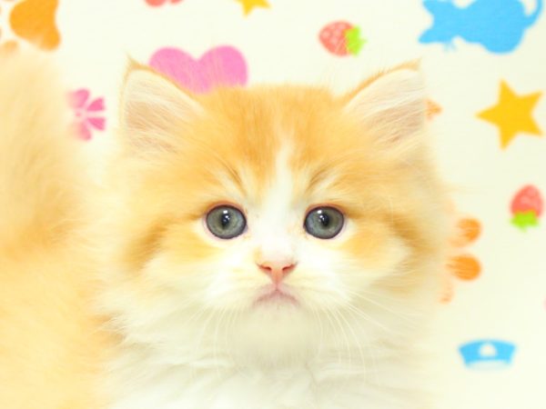 スコティッシュ