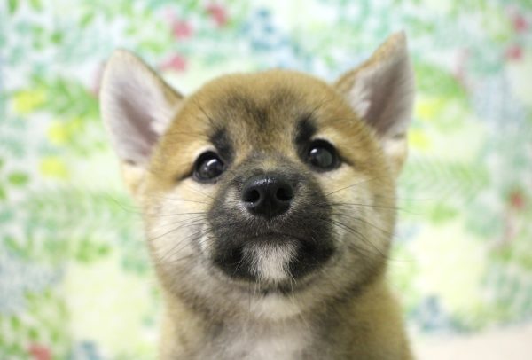 柴犬