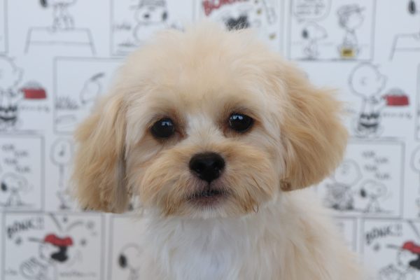 ミックス（ハーフ犬）