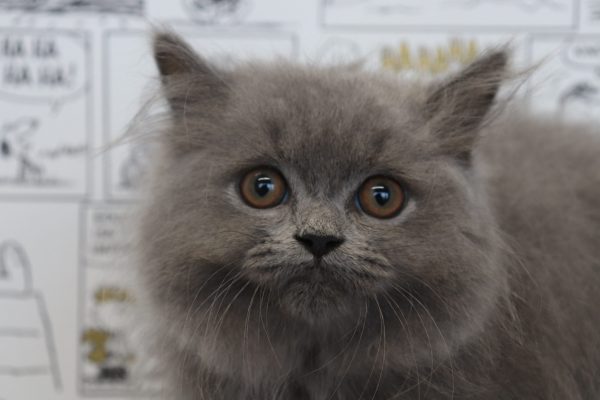 ブリティッシュ