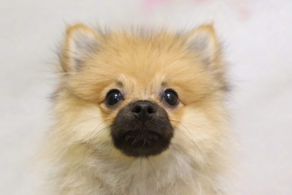 ポメラニアン