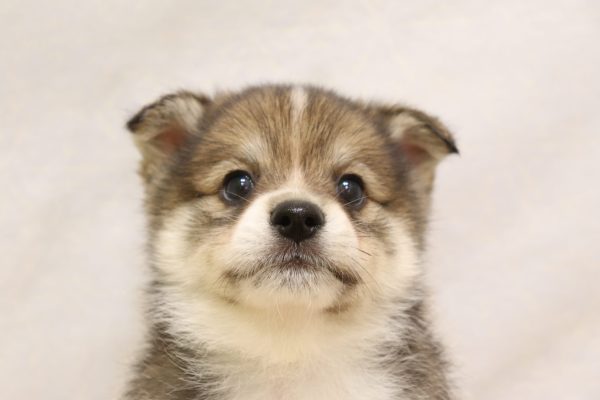 ミックス（ハーフ犬）