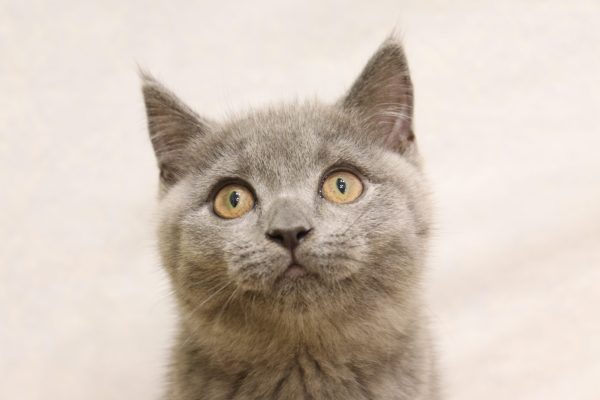 ブリティッシュ