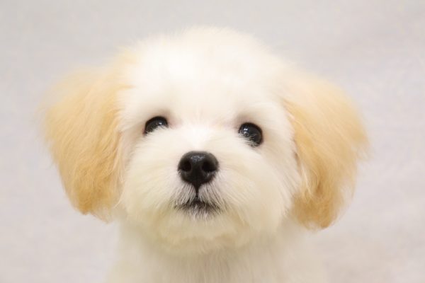 マルプー