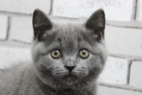 ブリティッシュ