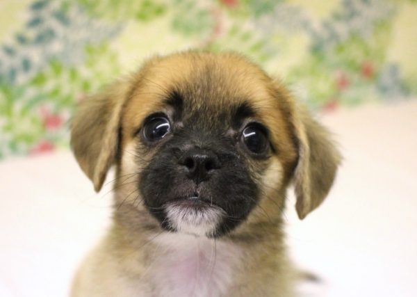 ミックス（ハーフ犬）
