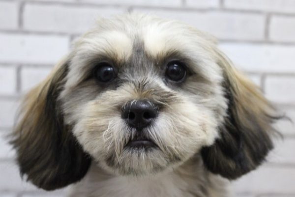 ミックス（ハーフ犬）