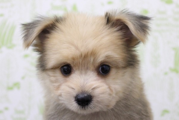 ミックス（ハーフ犬）
