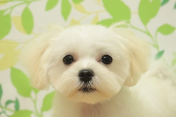 マルチーズ