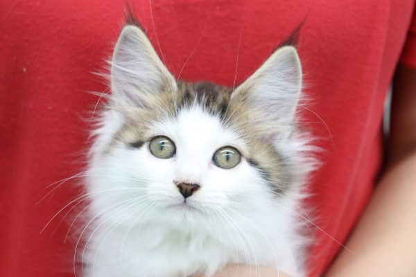 ノルウェージャンフォレストキャット