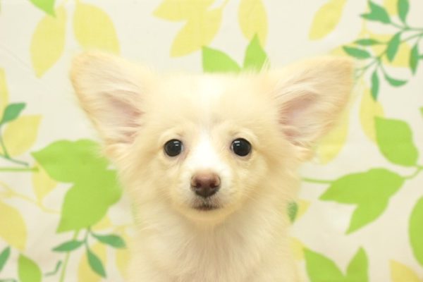 ミックス（ハーフ犬）