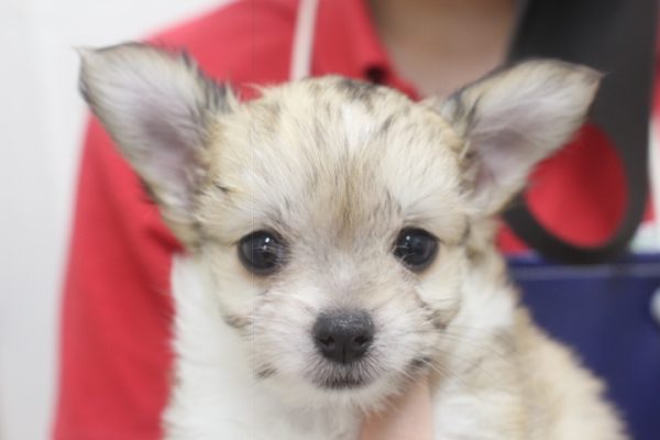 ミックス（ハーフ犬）