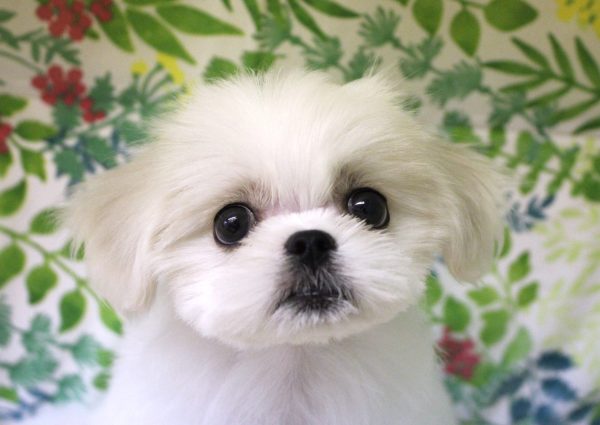 ミックス（ハーフ犬）
