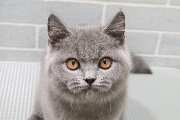 ブリティッシュ