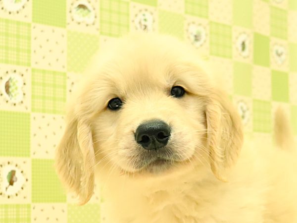 ゴールデンレトリーバー