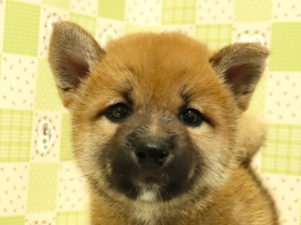 柴犬