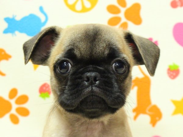 ミックス（ハーフ犬）