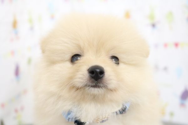 ポメラニアン