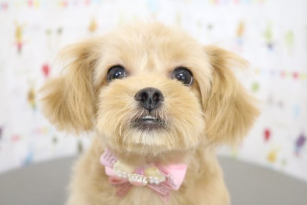 ミックス（ハーフ犬）