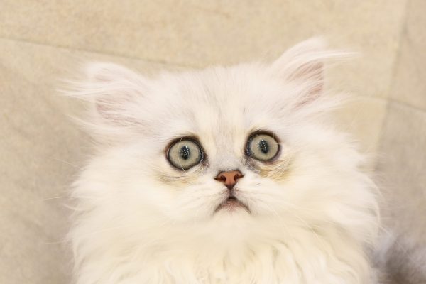 チンチラ